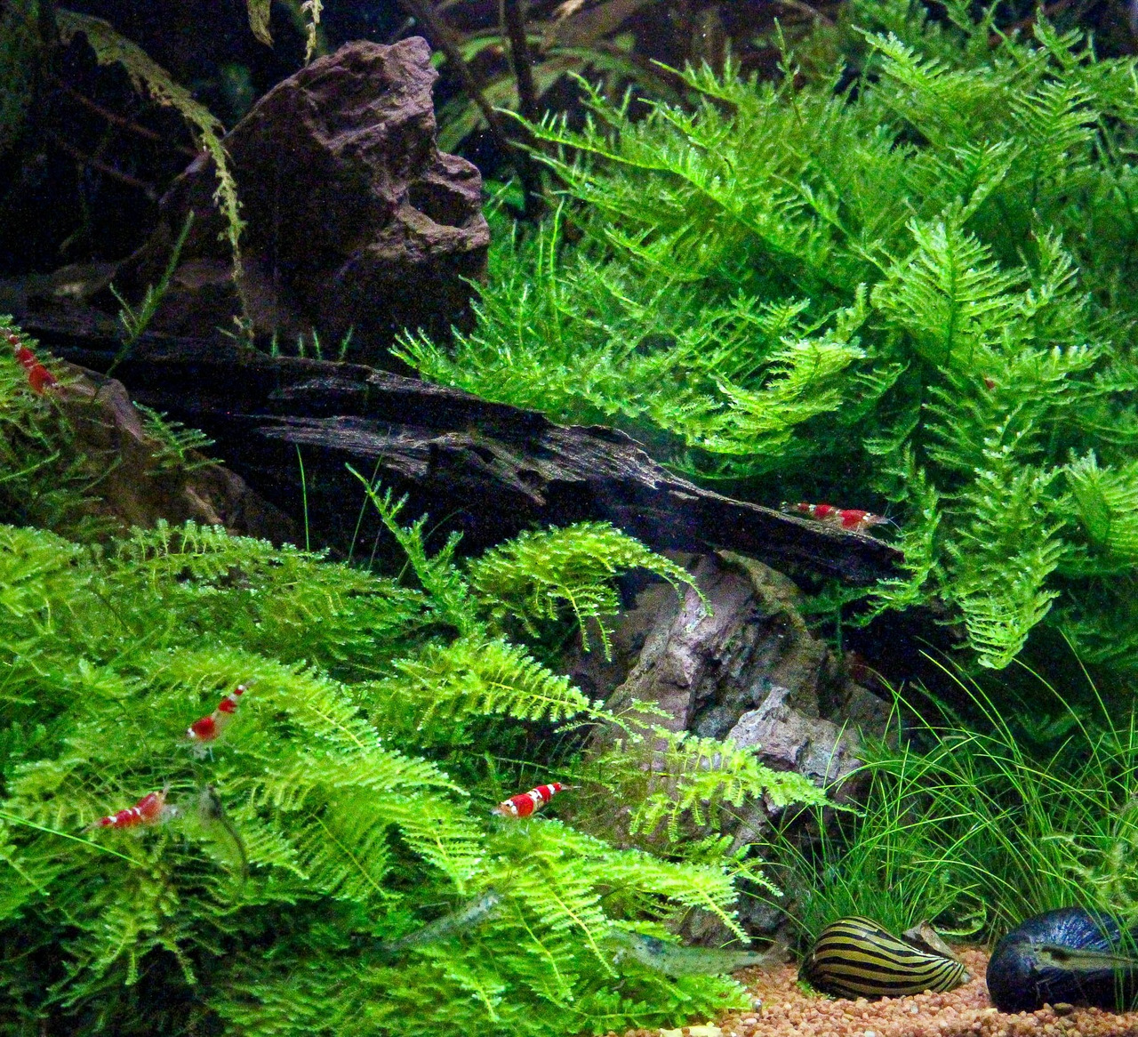 Üppig bepflanztes Aquarium mit Farnen-Moosen, Garnelen "Crystal Red", Zebra-Rennschnecke, schwarzer Schnecke, Steinen, Holzstück.