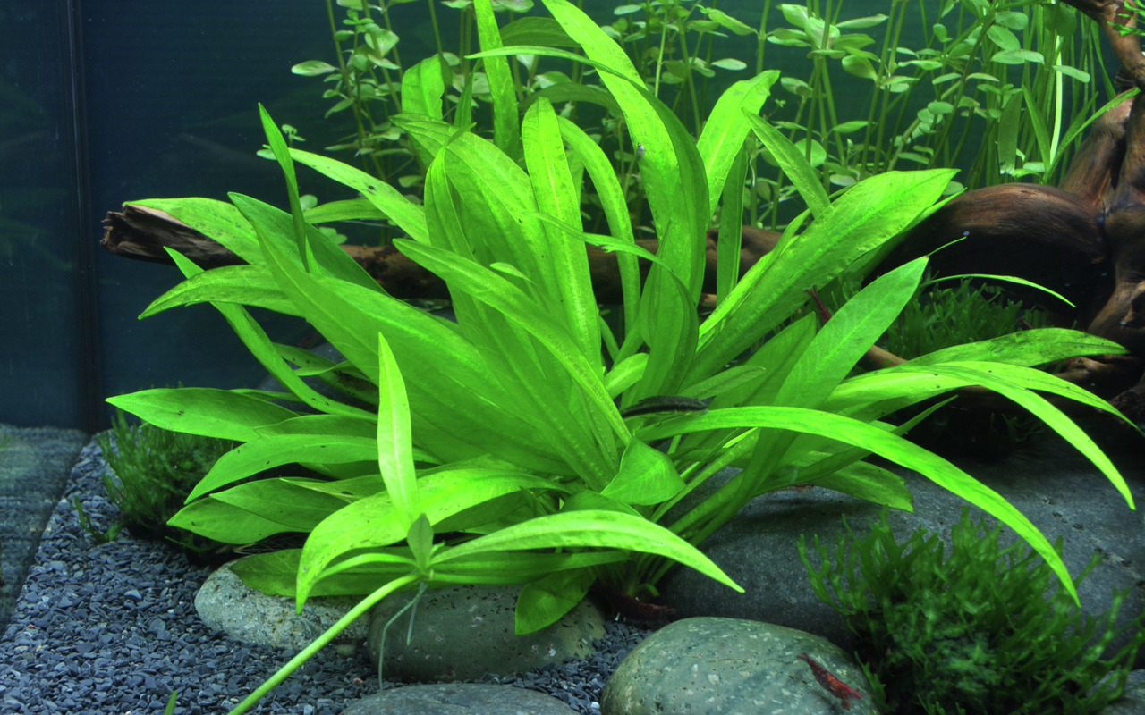 Tropica Echinodorus bleheri, lebendige Aquarienpflanze, ideal für Süßwasseraquarien, bietet Fischen Verstecke.