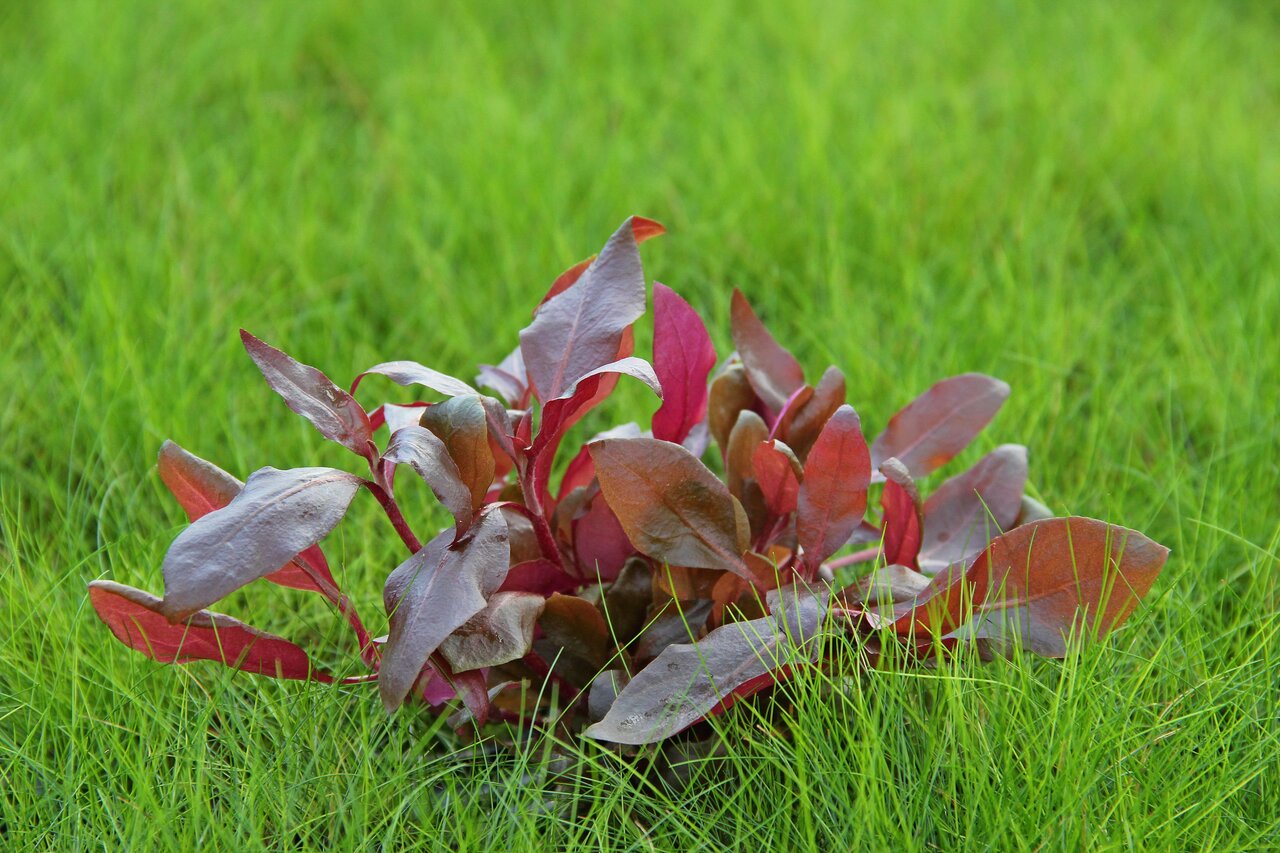 ALOHA Aquarienpflanze, rot-violette Blätter, ideal für Aquarienliebhaber, farbliche Akzente, eingebettet in grünem Aquariengras.