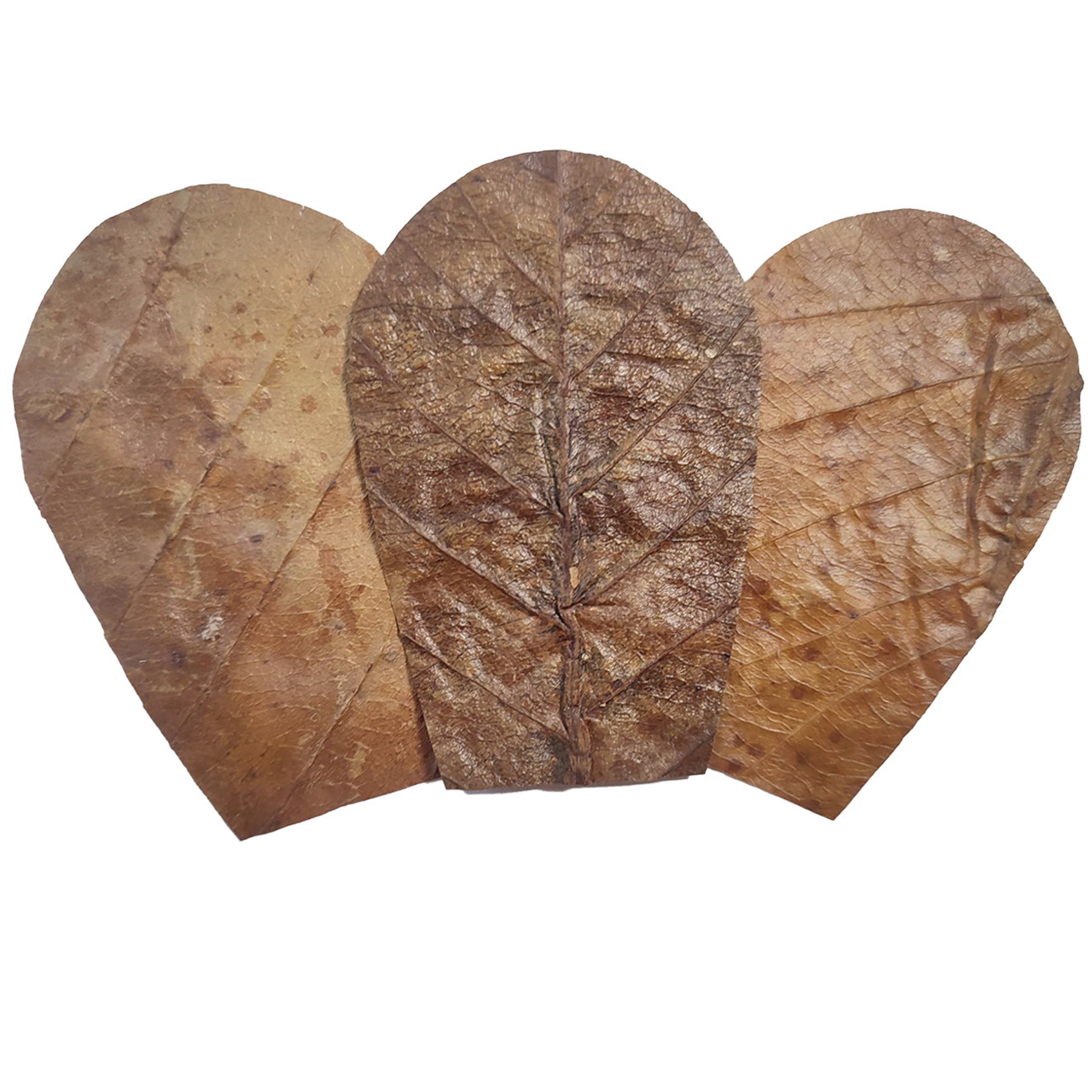 Drei getrocknete Blätter des Seemandelbaums (Terminalia catappa) in Herzform, die als natürliches Wasseraufbereitungsmittel für Aquarien und Garnelenbecken dienen. Marke: ALOHA. Zielgruppe: Aquarienbesitzer. Unterstützt die Gesundheit von Fischen und Garn