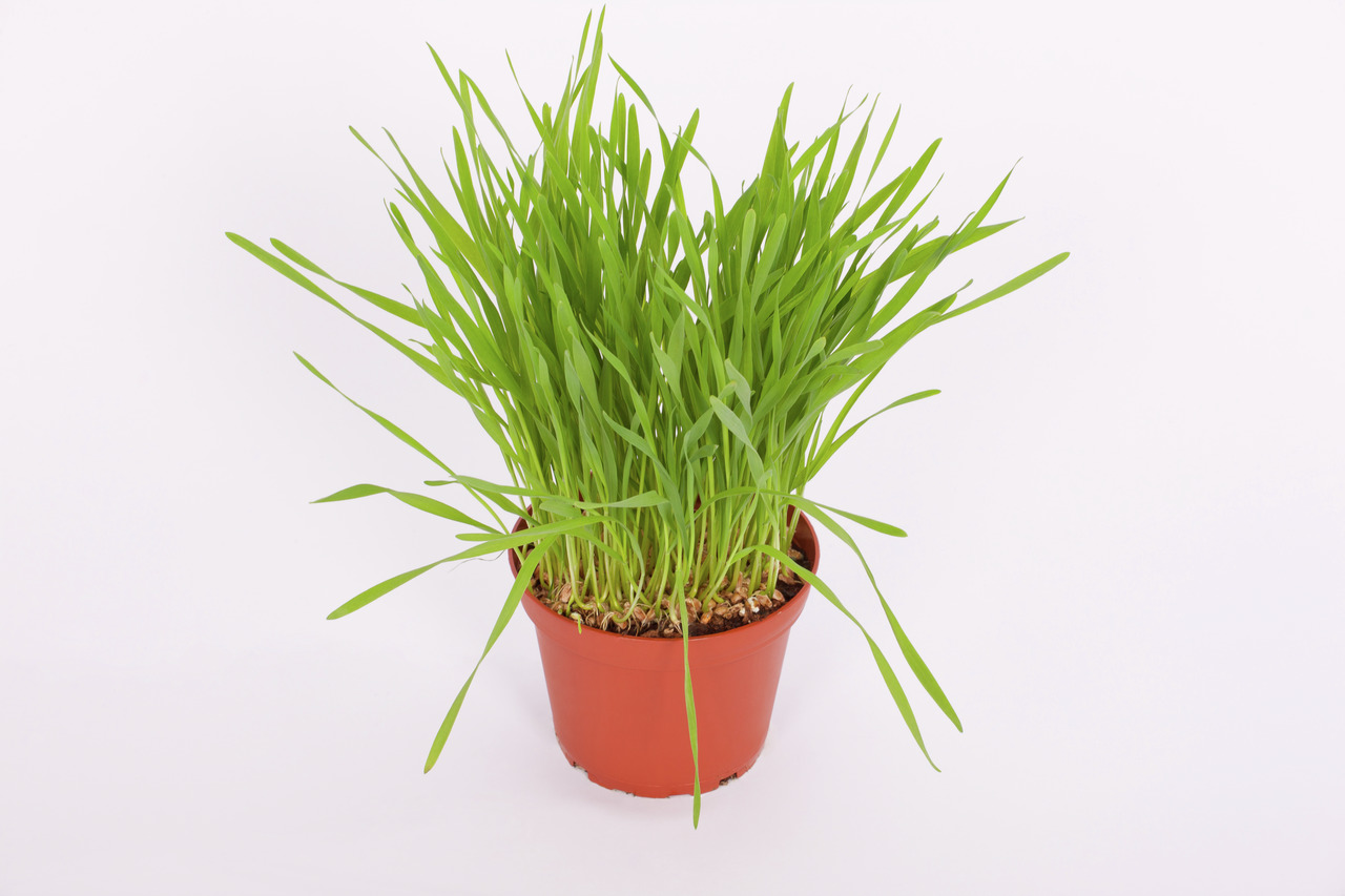 PetSnack Katzengras im roten Topf, Nahrungsergänzung f. Katzen, unterstützt Verdauung, dicht gewachsen, ideal innen.