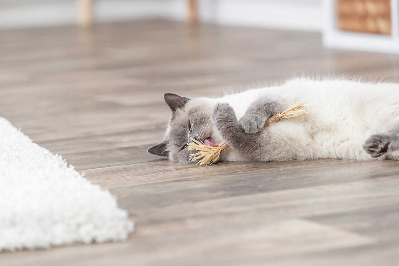 Auf dem Bild ist eine Katze zu sehen, die auf einem Holzboden liegt und mit einem Spielzeug aus Naturmaterialien spielt. Es handelt sich um das Produkt „TRIXIE Katzenspielzeug aus Naturmaterialien“ für Katzen. Zielgruppe: Katzen jeden Alters. Das Spielzeu