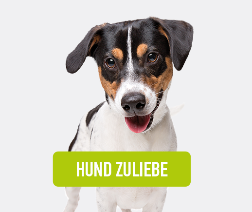 Hund mit weiß-schwarzem Fell, frontal, Text: HUND ZULIEBE