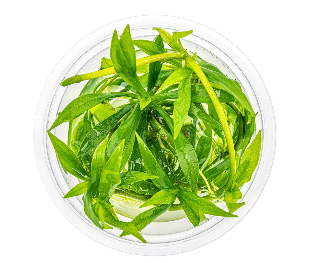 ALOHA Wasserpflanzen, für Aquarien, Dekoration & Wasserqualität, im Glasbehälter, grün, frisch, EAN: 4251127240220.