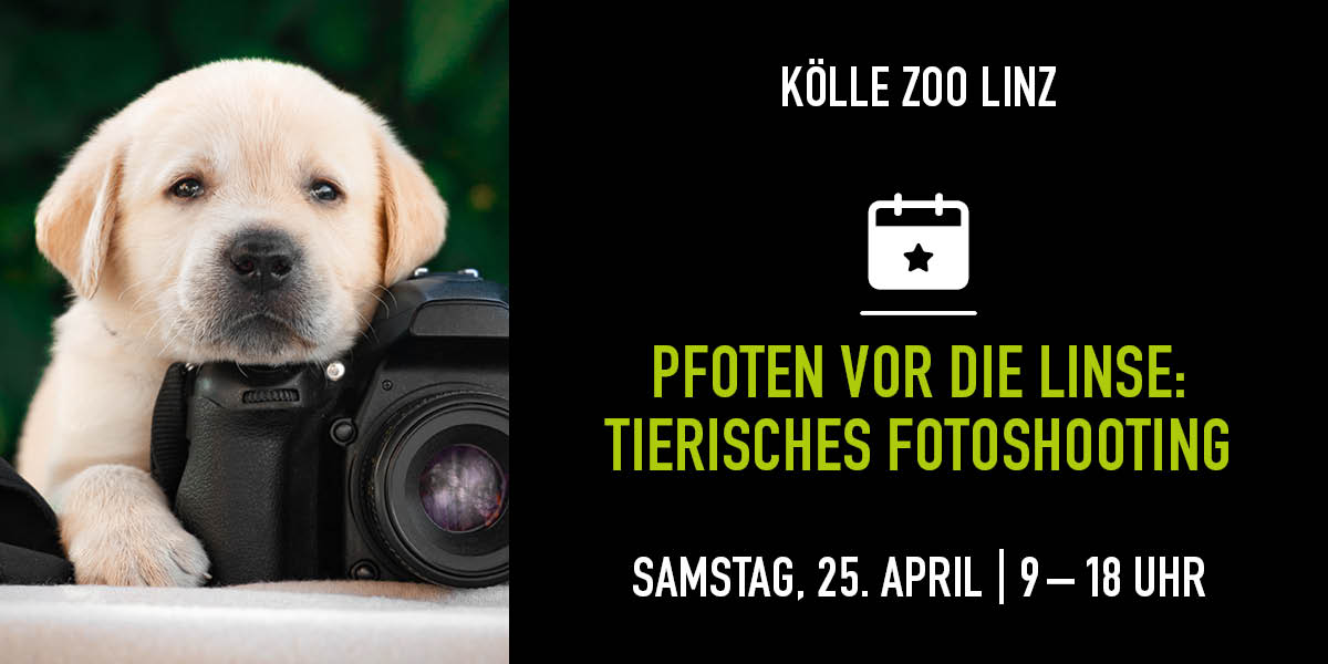 Golden Retriever Puppy liegt auf Kamera. Pechts Infos zum Fotoshooting Event