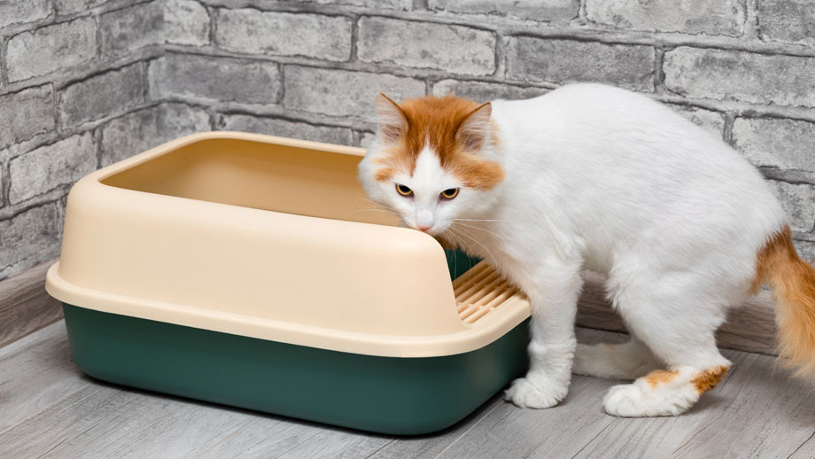 Weißrote Katze schnüffelt skeptisch an Katzentoilette