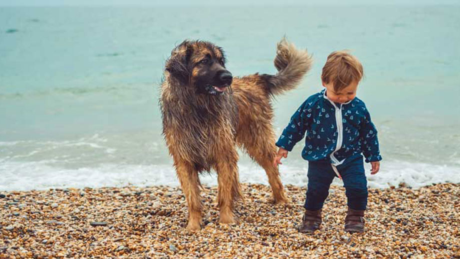 Leonberger mit Kleinkind am Strand