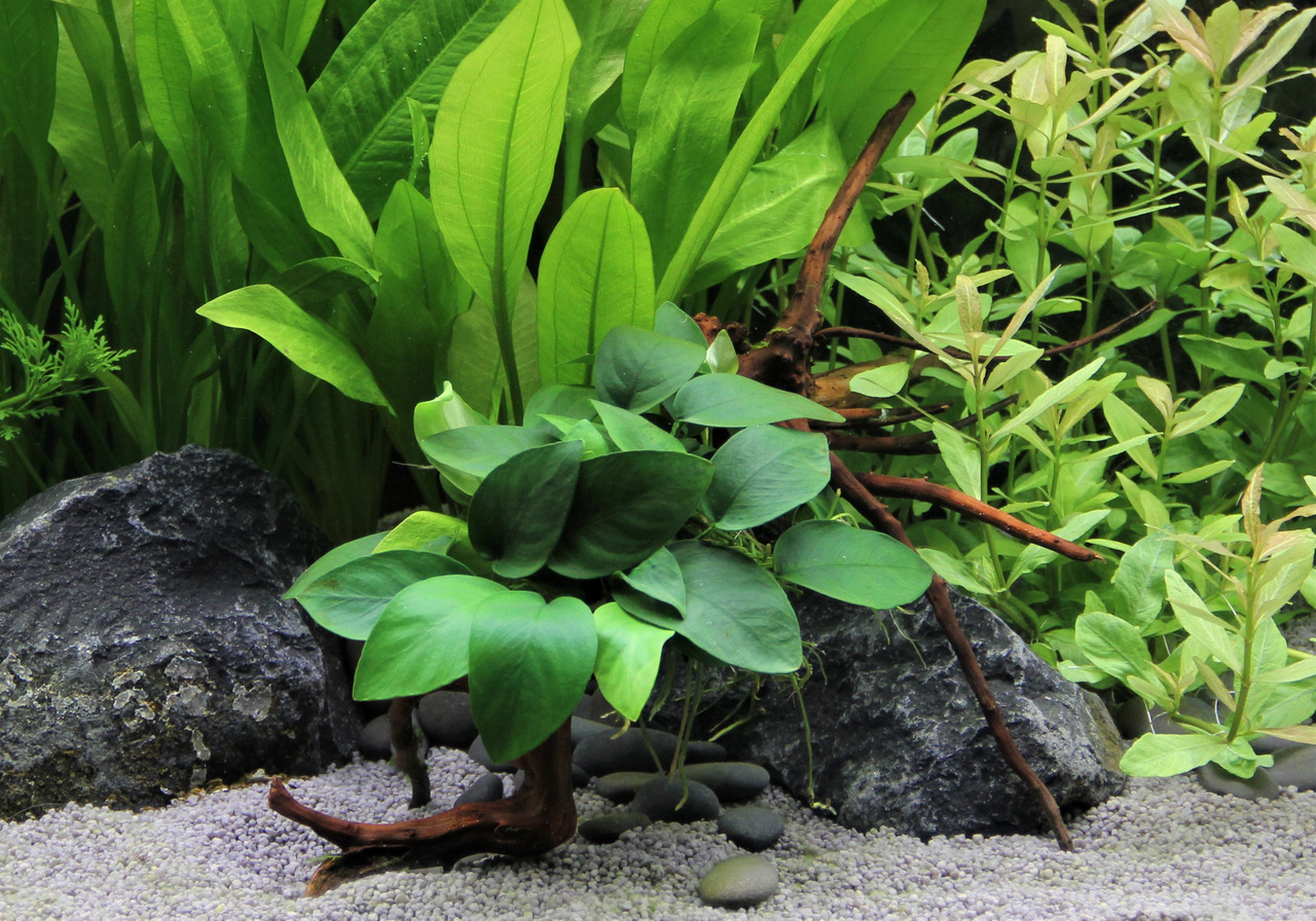 Das Bild zeigt eine detailreiche Unterwasserlandschaft in einem Aquarium. Im Vordergrund befindet sich eine Anubias-Pflanze mit kräftigen, dunkelgrünen Blättern, die auf einem Stück Treibholz befestigt ist. Umgeben wird sie von weiteren Aquarienpflanzen i