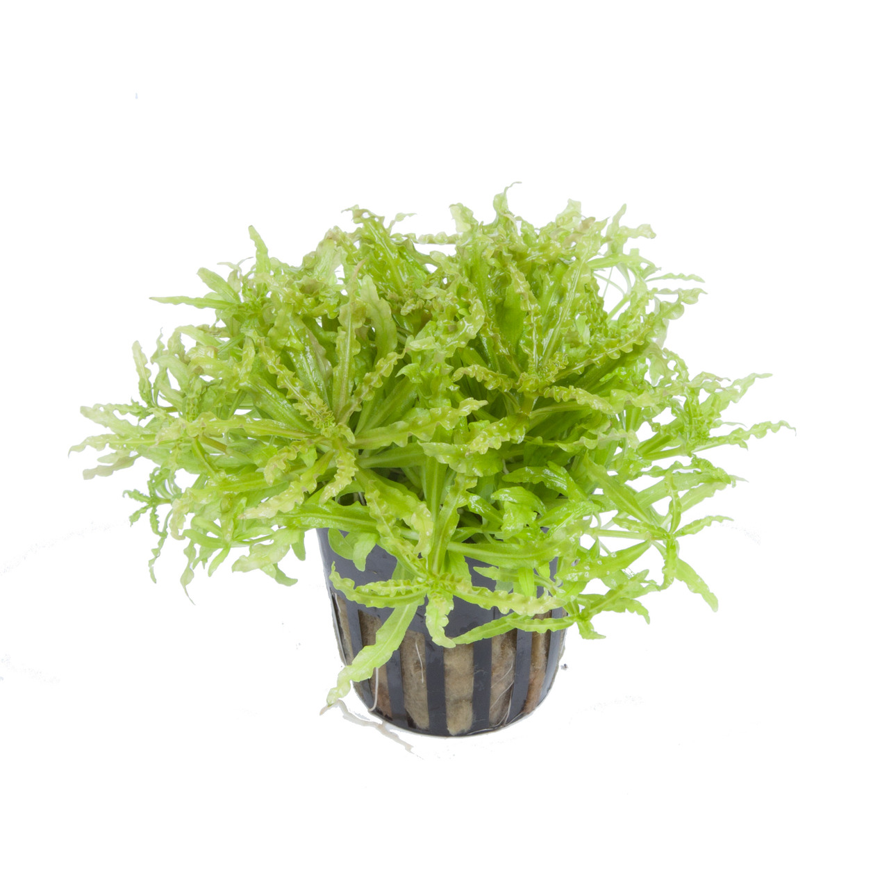 Tropica Hygrophila pinnatifida, Süßwasseraquarien, grüne Blätter, dekorativ, verbessert Wasserqualität, im schwarzen Kunststofftopf.