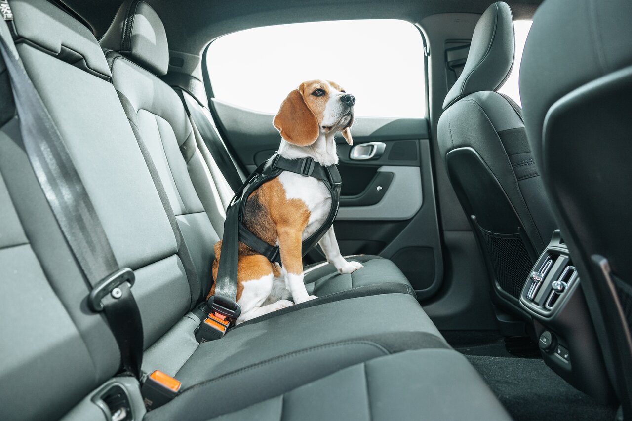 Thule Sicherheitsgeschirr für Hunde, schwarz, für kleine/mittelgroße Hunde, sicher & bequem, ideal für Autofahrten.