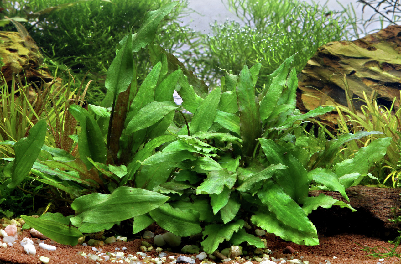 Das Bild zeigt eine üppige Wasserpflanze der Art Cryptocoryne wendtii in einem Aquarium. Die Pflanze hat kräftige, grüne Blätter mit leicht gewelltem Rand und wächst auf einem mit Kies bedeckten Boden. Im Hintergrund sind weitere Aquarienpflanzen sowie ei