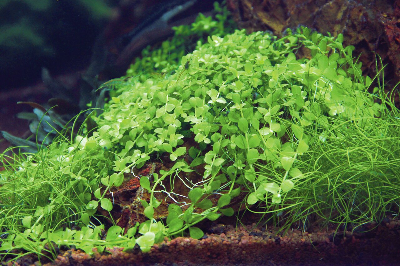 Hemianthus callitrichoides, Bodendeckerpflanze für Aquarien, ideal für Aquarienliebhaber, ergänzt durch grasartige Pflanzen.