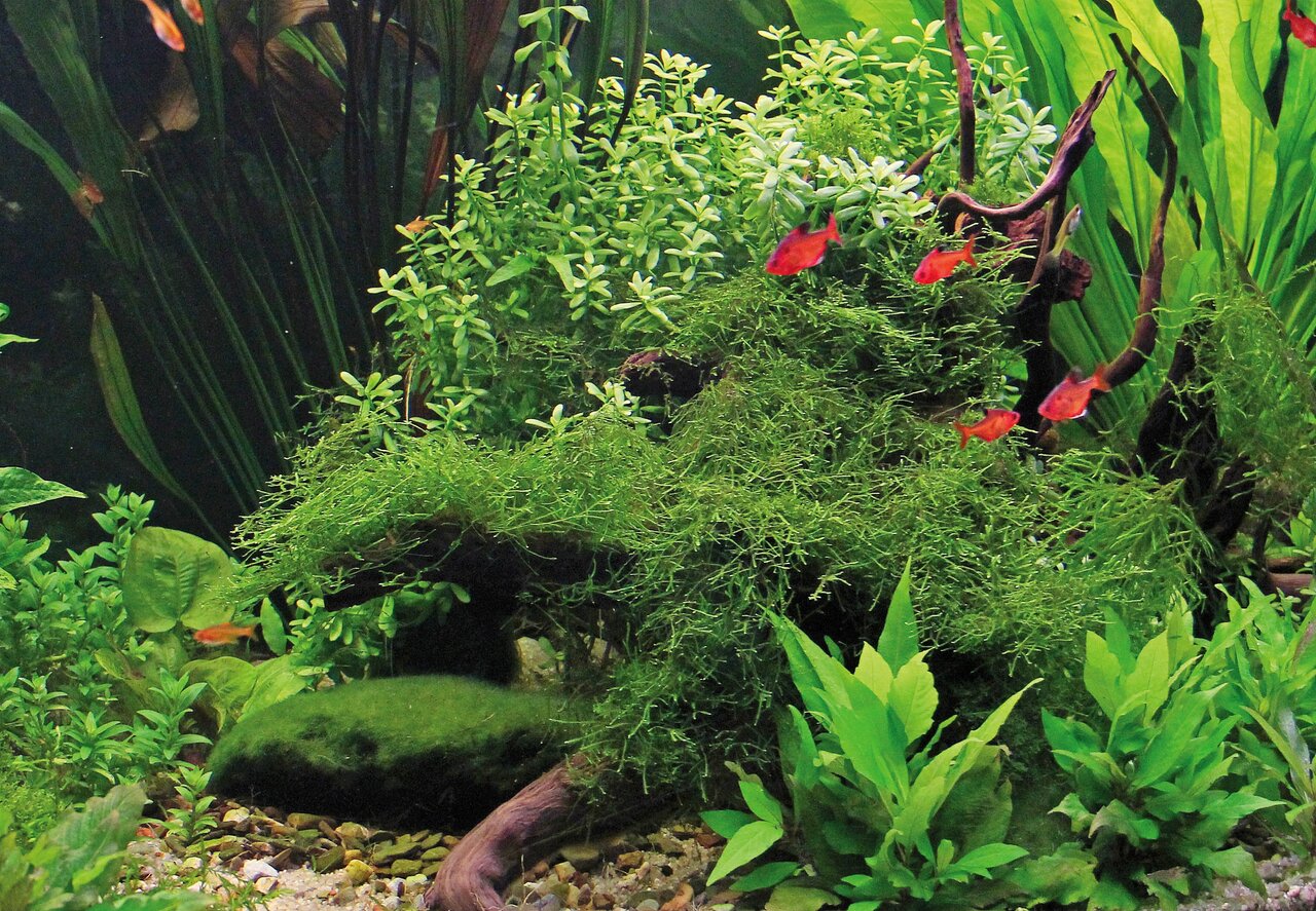 Üppig bepflanztes Aquarium mit grünen Wasserpflanzen, roten Zierfischen, Moosen & Ast – ideal für Aquaristik-Liebhaber.