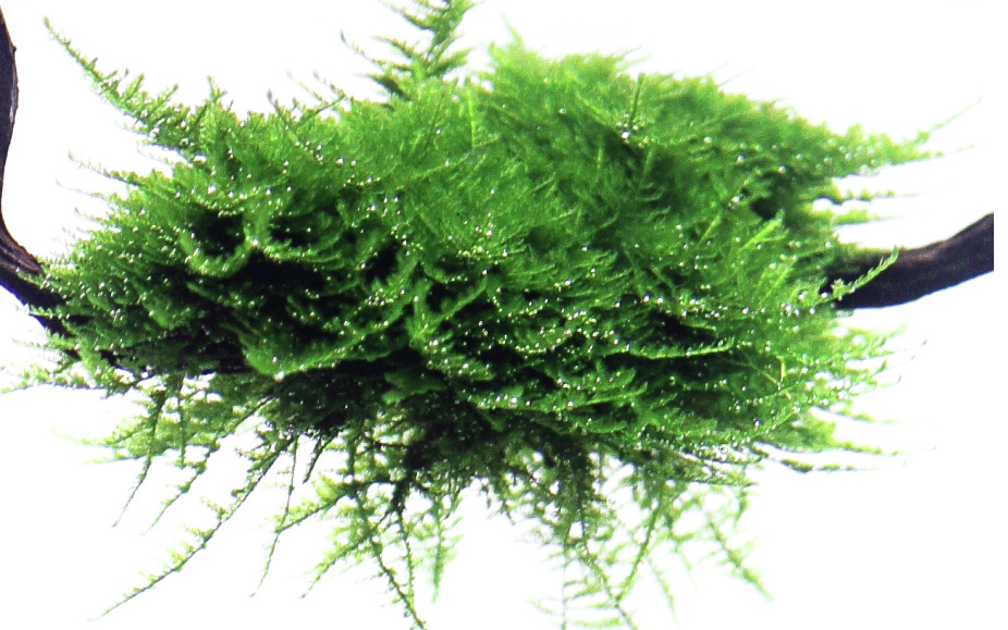 Tropica Taxiphyllum barbieri (Java-Moos), für Aquarienbesitzer, intensiv grün, pflegeleicht, dekorativ, fördert Wasserqualität.