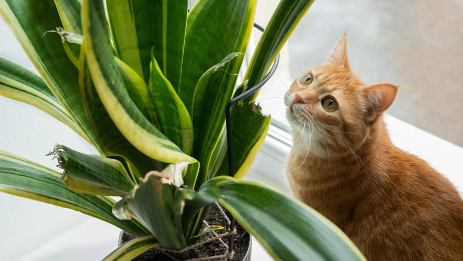 Viele Zimmerpflanzen sind giftig für Katzen