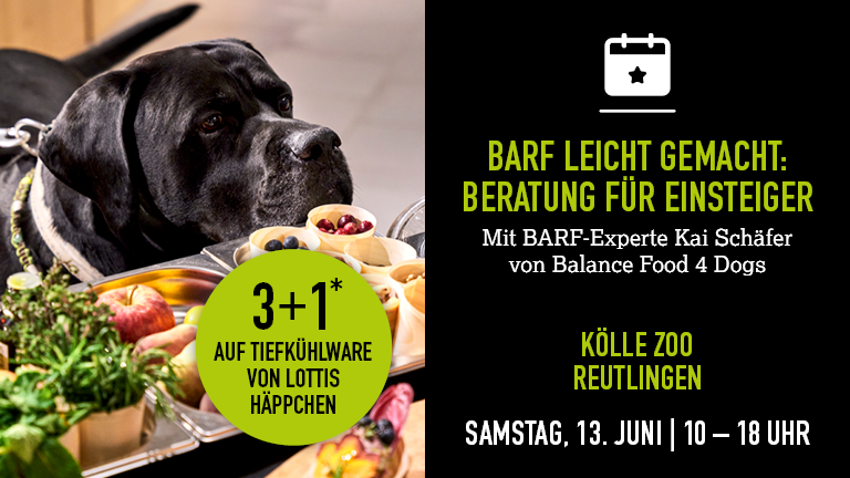 130626 Barf Reutlingen Feed Mobile 768x432px