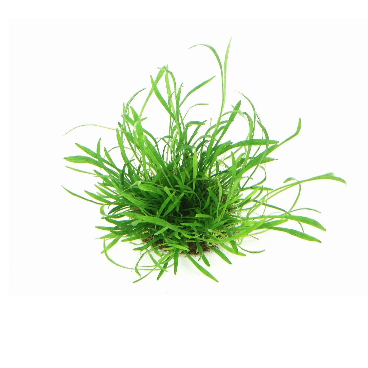ALOHA Wasserpflanze für Süßwasseraquarien, dicht gewachsen, schmale Blätter, schafft lebendige Atmosphäre, unterstützt Sauerstoffversorgung.