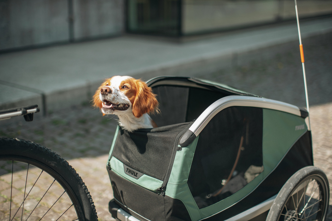 Thule „Thule Pet Trailer“: Fahrradanhänger für Hunde, schwarz-grün, Komfort & Sicherheit für Fahrradtouren.