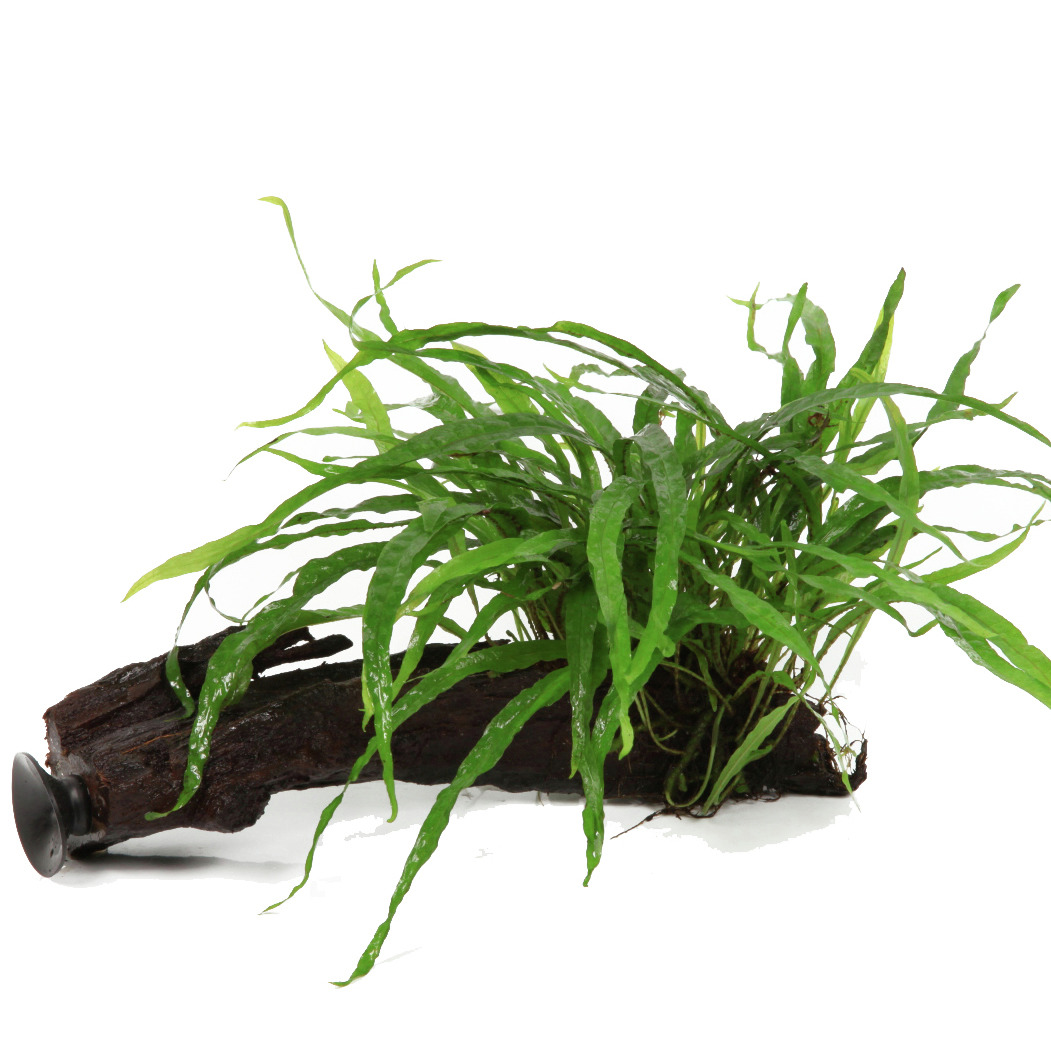 Tropica Microsorum pteropus 'Windeløv', f. Süßwasseraquarien, robust, grüne Blätter, ideal f. Anfänger, Versteckmglk. f. Fische.