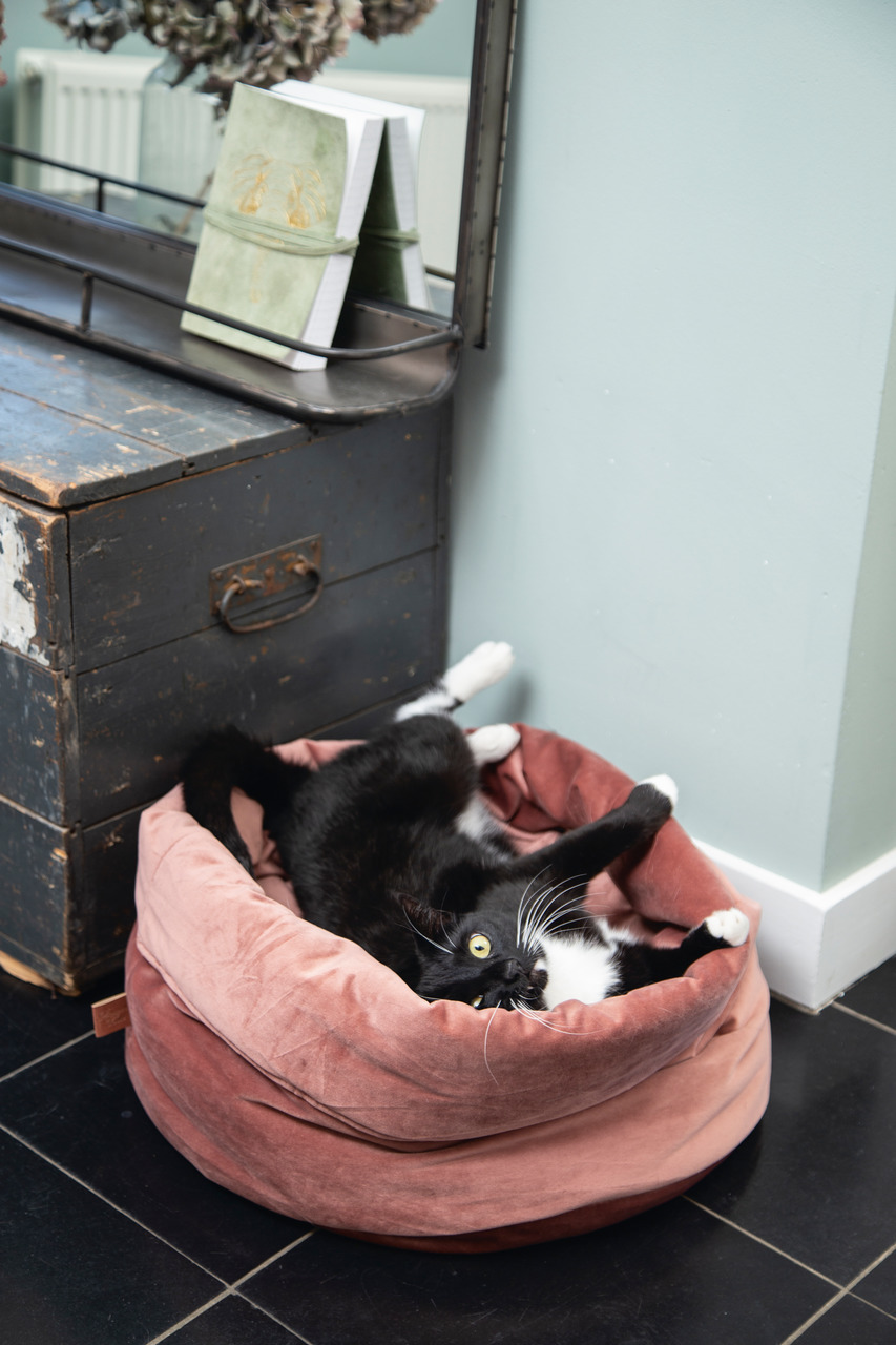 Das Bild zeigt ein luxuriöses Katzenbett der Marke "Designed by Lotte" in einem warmen Rosaton. Ein schwarz-weißer Kater liegt entspannt auf dem Rücken im Bett und wirkt zufrieden. Das Produkt richtet sich an Katzenbesitzer, die Wert auf stilvolle und kom