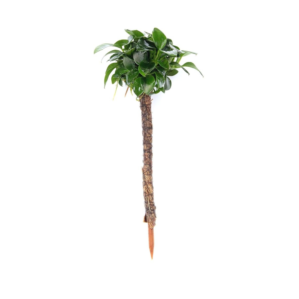 ALOHA Anubias BONSAI auf Bonsai-Palme
