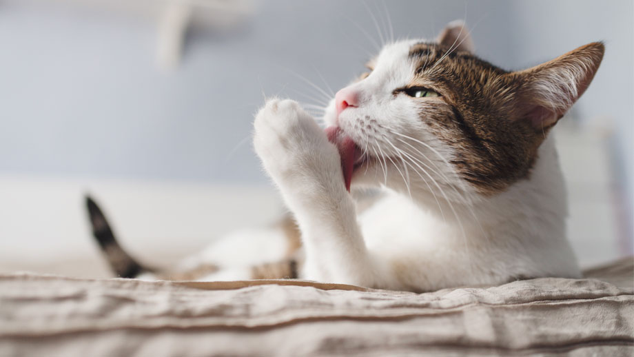 Eine weißbraune Katze putzt sich die Pfote