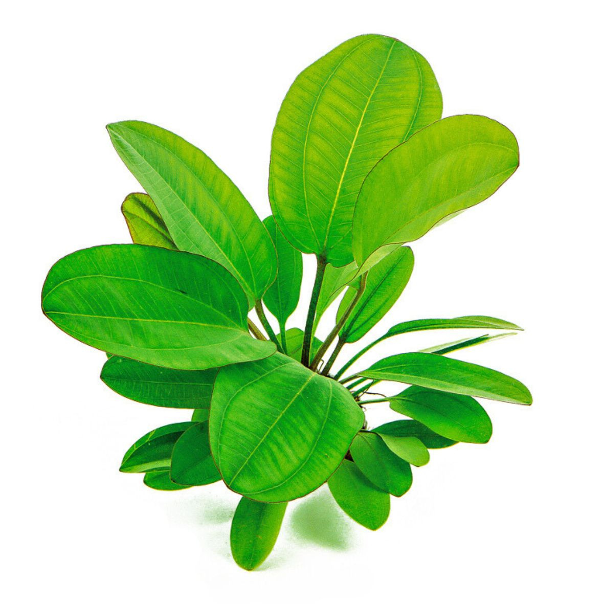ALOHA Echinodorus KLEINER BÄR