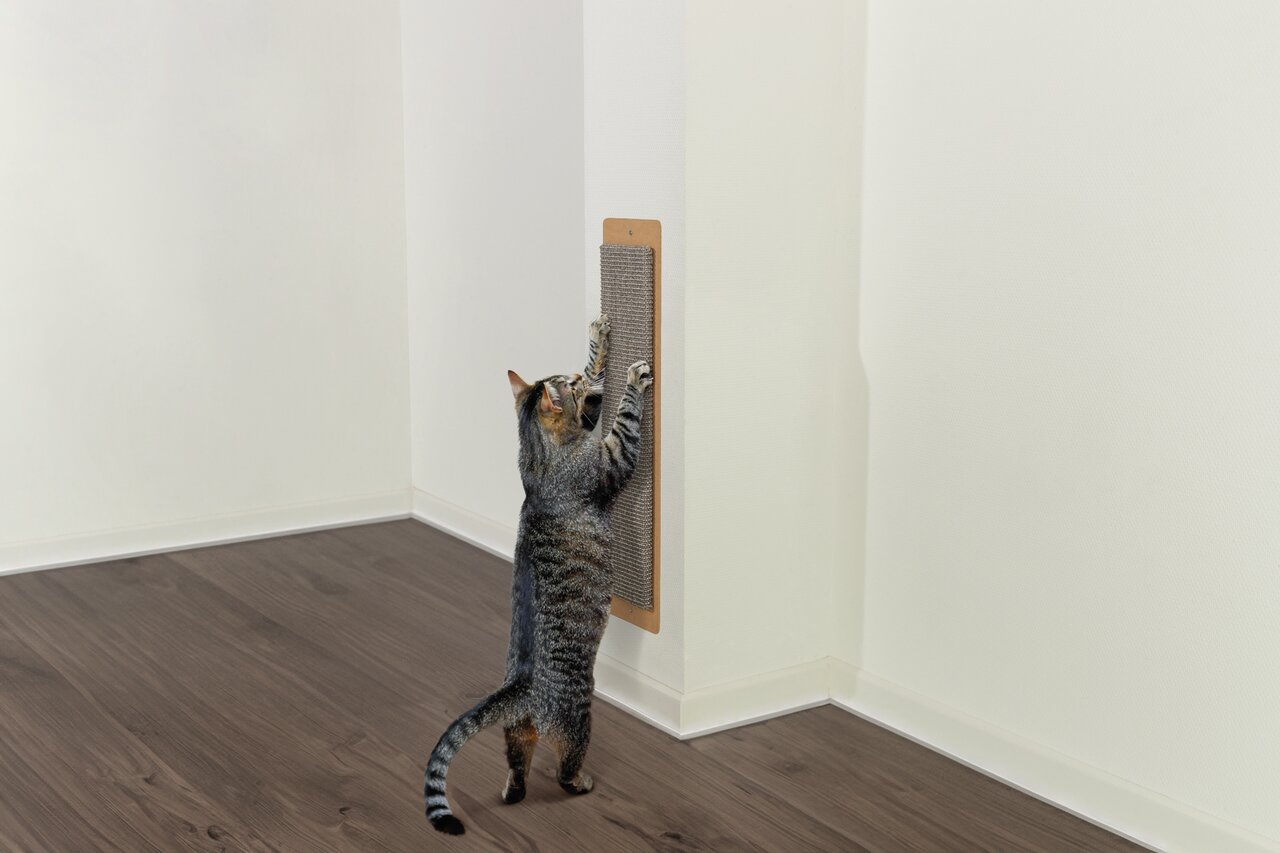 Ein getigerter Hauskater steht aufrecht auf den Hinterbeinen und benutzt ein an der Wand befestigtes Kratzbrett. Das Produkt ist das TRIXIE Kratzbrett für Katzen, geeignet für alle Katzenrassen. Es dient der Krallenpflege und schützt Möbel. Das rechteckig