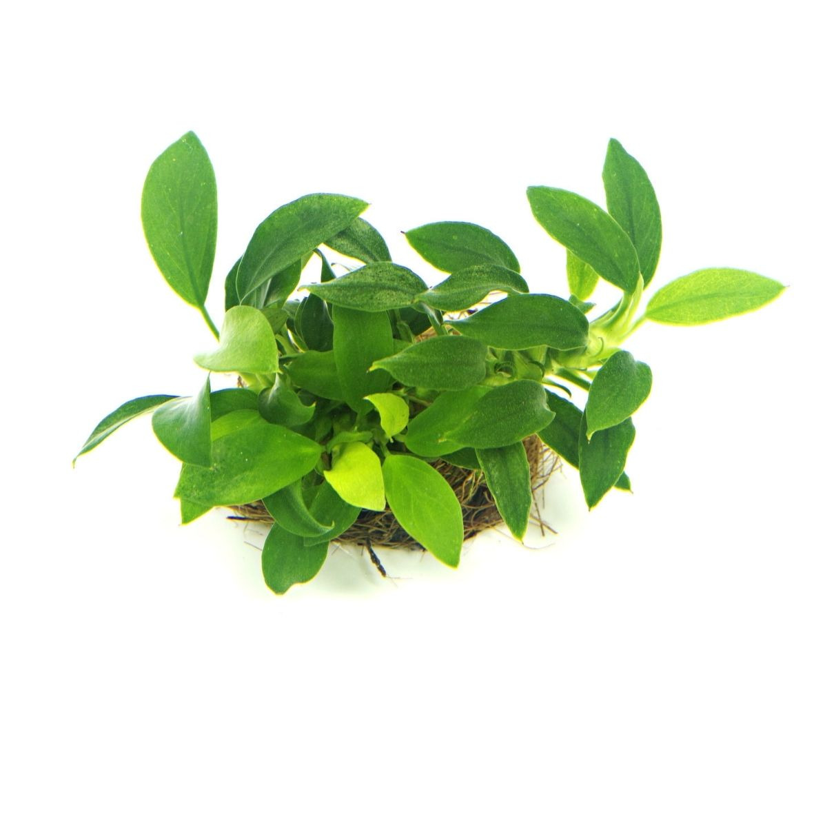 ALOHA Anubias barteri var. nana BONSAI