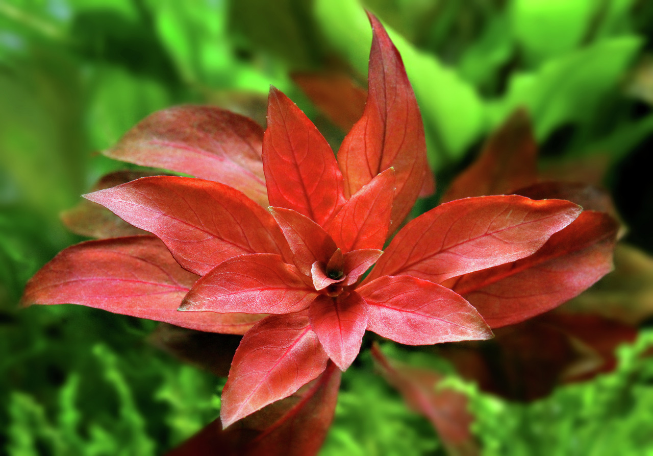 Alternanthera reineckii, rote Blätter, ideal f. Aquarien, dekorativ & nützl. f. Wasserqualität, starker Kontrast zu sattem Grün.