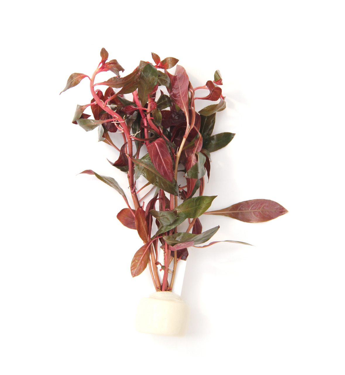 Dennerle künstl. Aquarienpflanze, Dekoration f. Süßwasseraquarien, rot-grüne Blätter, weißer Sockel, ideal f. Aquarienliebhaber.