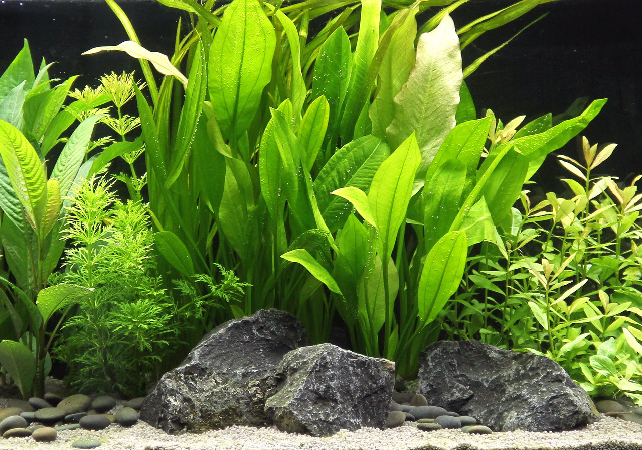 Üppig bepflanztes Aquarium mit gesunden Wasserpflanzen, dekorativen Steinen & sandigem Boden – ideal für Aquarienliebhaber.