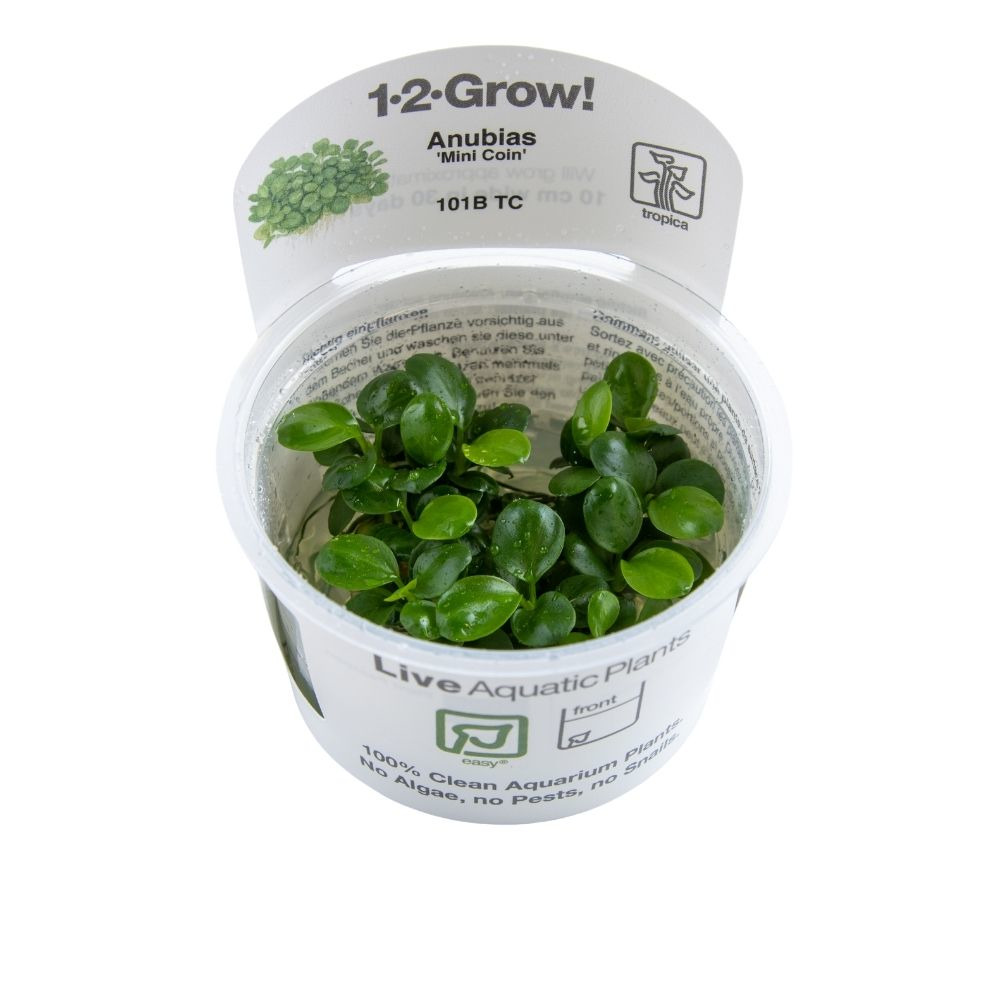 Tropica 1-2-Grow! Anubias 'Mini Coin' für Aquarienbesitzer, algenfrei, schädlingsfrei, sauber, pflegeleicht.