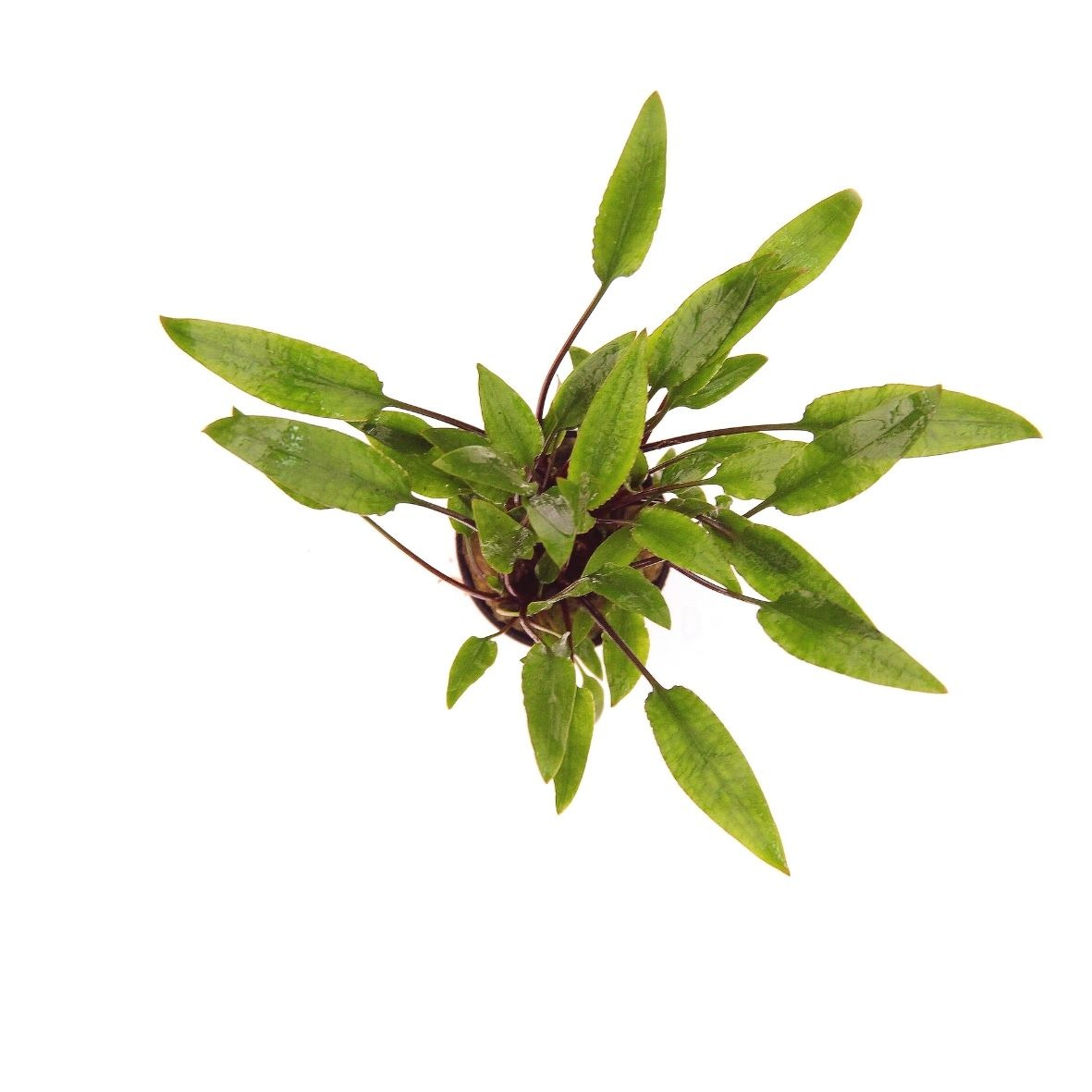 ALOHA Cryptocoryne lutea