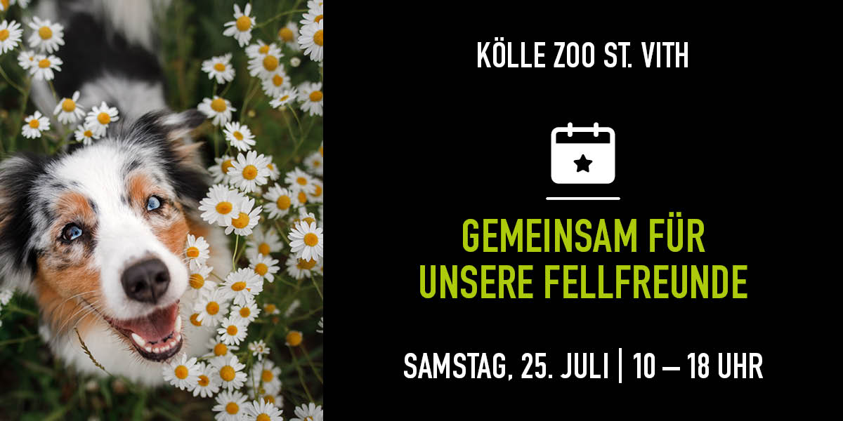 Hund schaut in die Kamera und sitzt in einem Gänseblümchen Feld. Rechts die Infos zum Event