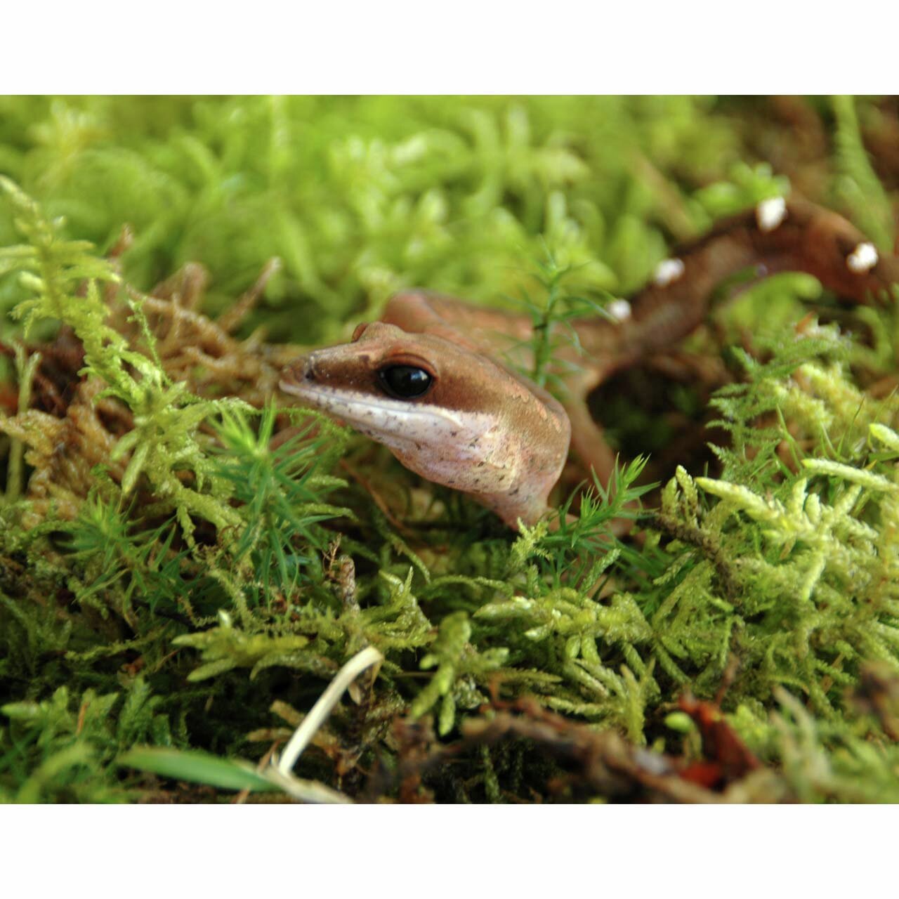 Ein brauner Gecko auf grünem Moos, nah fotografiert. Das Bild stammt von Lucky Reptile, Spezialist für Reptilienbedarf.