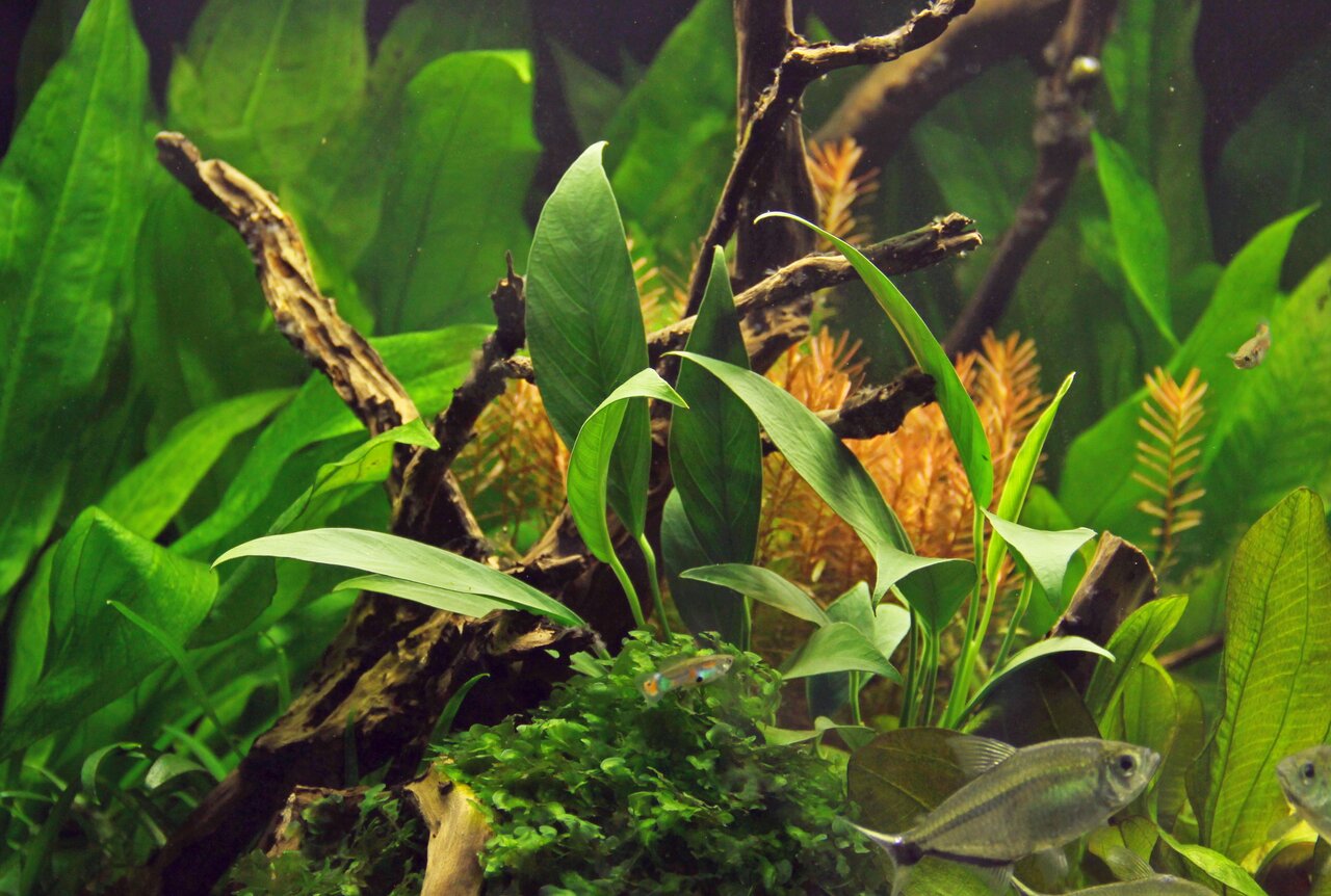 ALOHA Anubias barteri var. Glabra