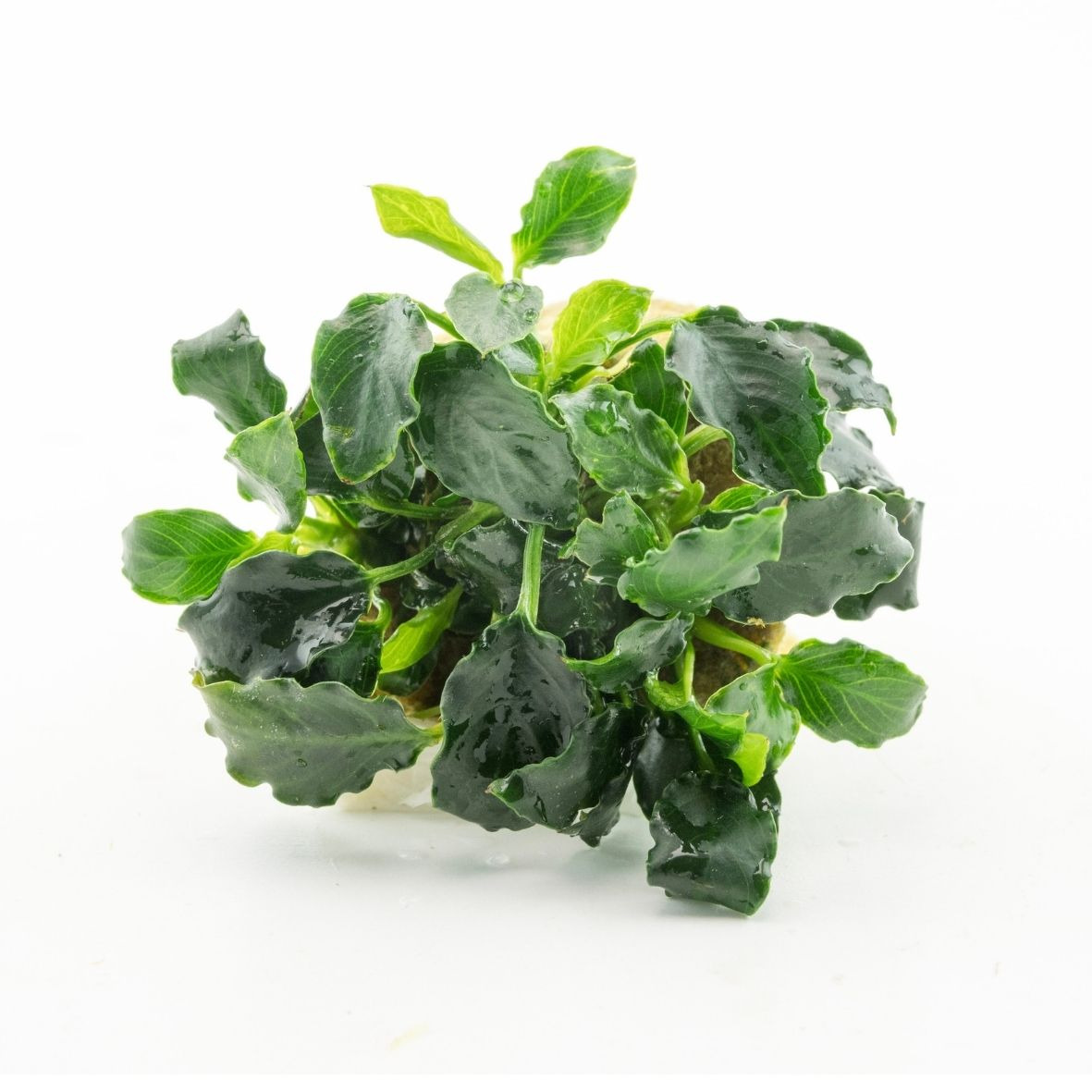 ALOHA Anubias barteri v. n. KIRIN MINI