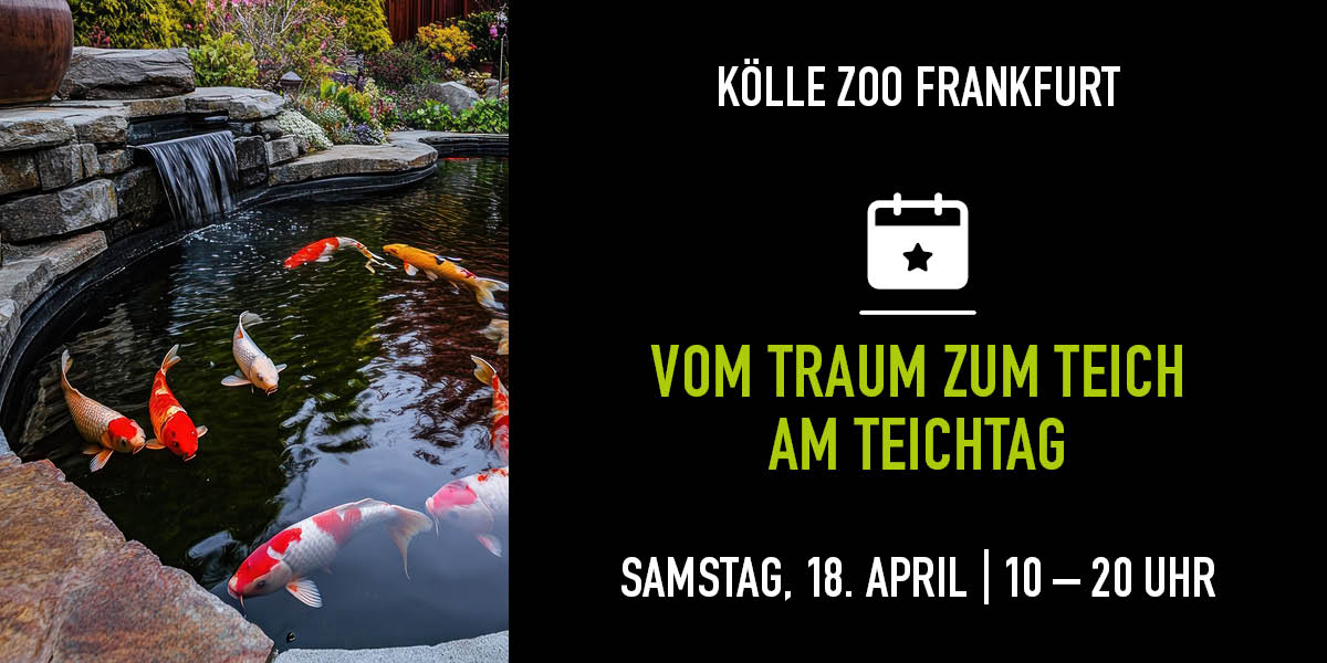 Koi schwimmen in einem Teich. Auf der rechten Seite gibt es Infos zum Event.