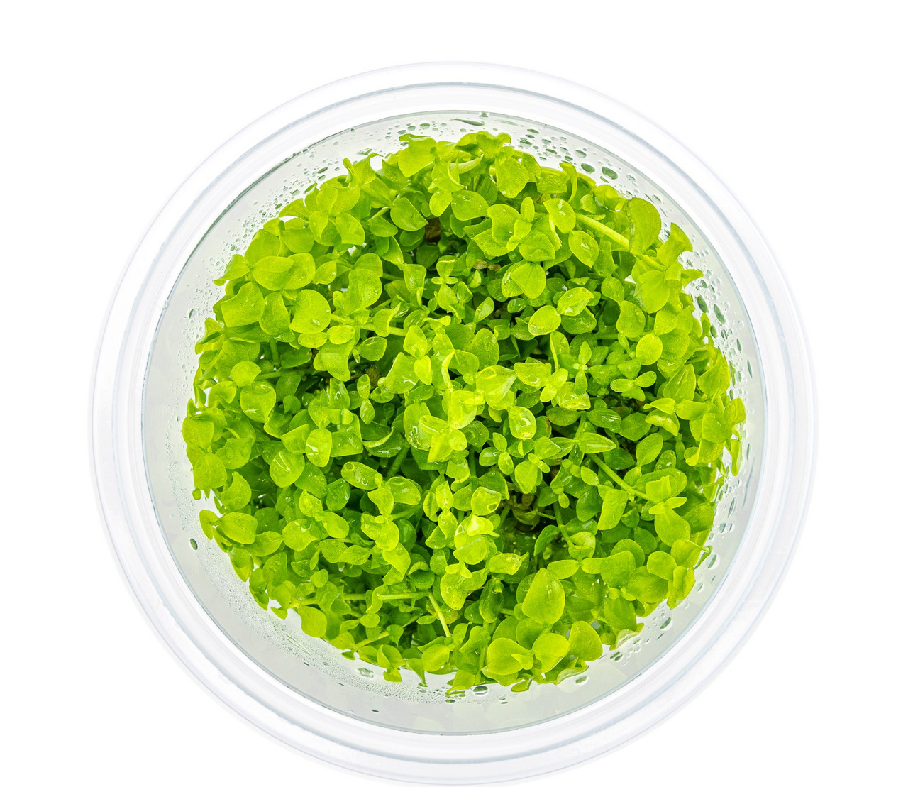 Frisches Pflanzenmaterial im runden, transparenten Gefäß, ideal für Aquarien/Terrarien. Dicht gewachsen, ovale Blätter, feucht.