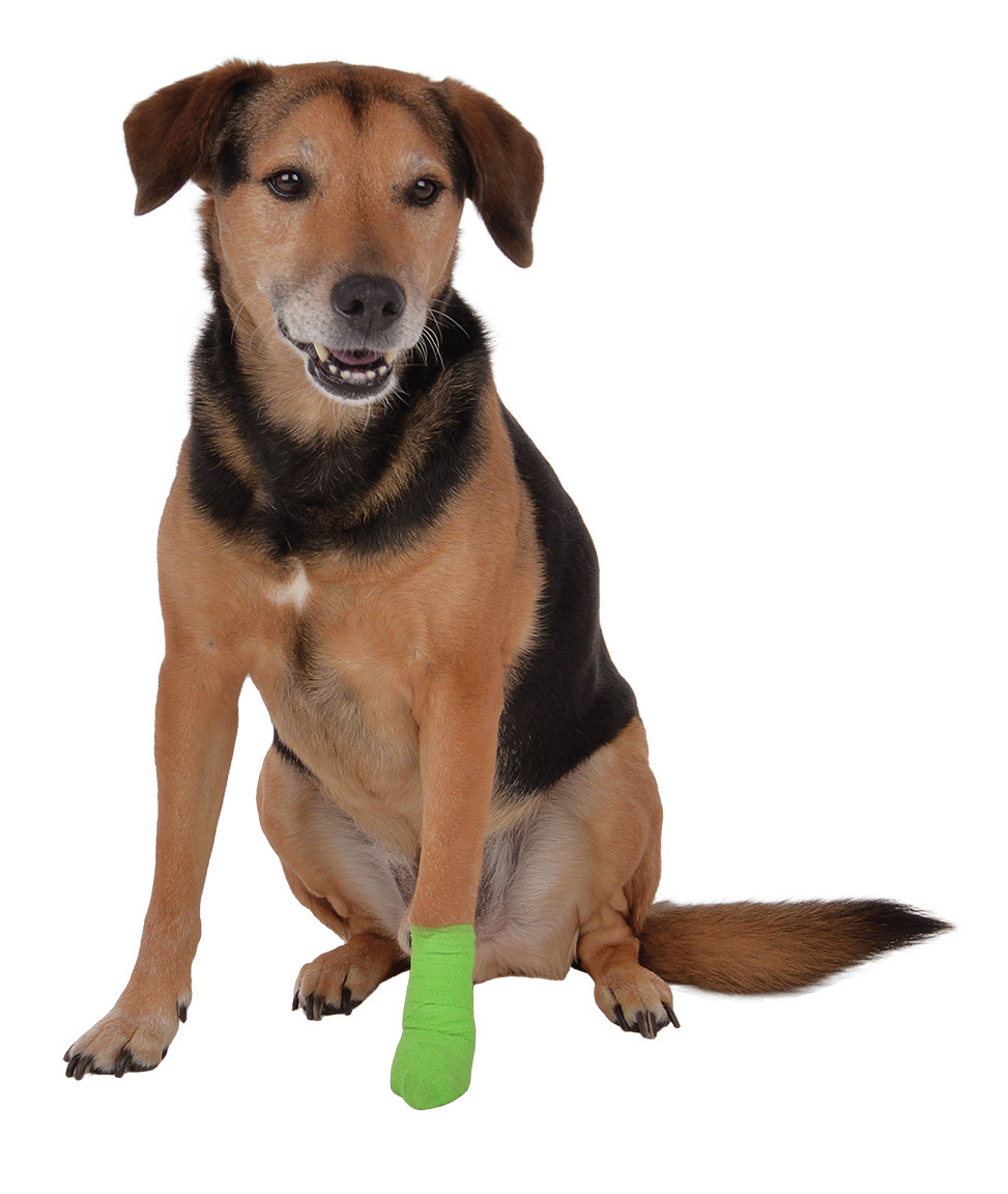 Vetlando Verband für Hunde, grün, für verletzte Pfoten, ideal für mittelgroße Hunde.