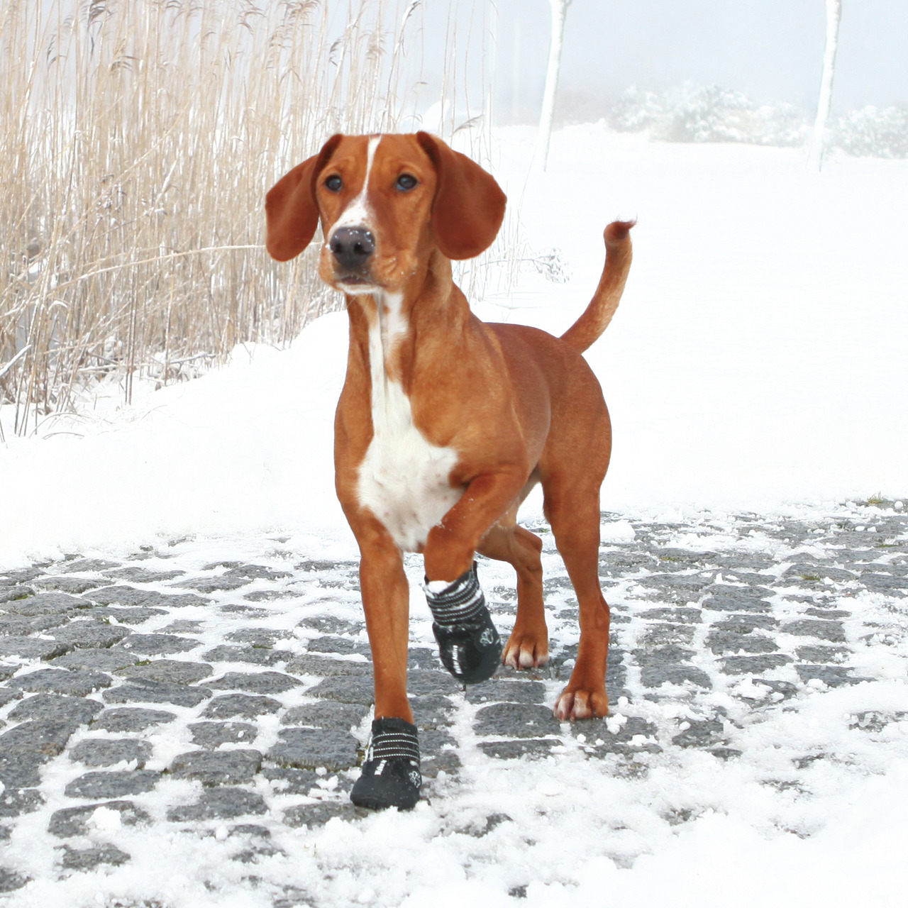 Ein brauner Hund läuft auf einem schneebedeckten Weg und trägt schwarze TRIXIE Hundeschuhe mit reflektierenden Streifen. Die Schuhe schützen die Pfoten vor Kälte, Schnee und Streusalz. Geeignet für Hunde aller Größen. Perfekt für den Winterspaziergang. EA