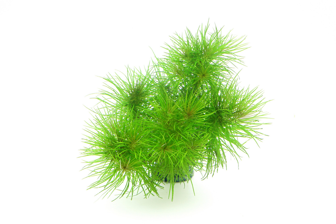 ALOHA künstl. Aquariumpflanze, leuchtend grün, buschig, ideal f. Aquarien-Deko, Versteckmglkt. f. Fische, Modell 4251127233765.