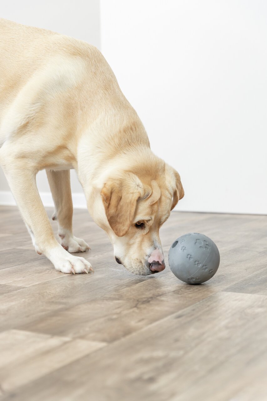 Ein Hund untersucht einen TRIXIE Snackball aus grau-gummiertem Material. Zielgruppe: Hunde, Werbeslogan: Beschäftigungsspielzeug.
