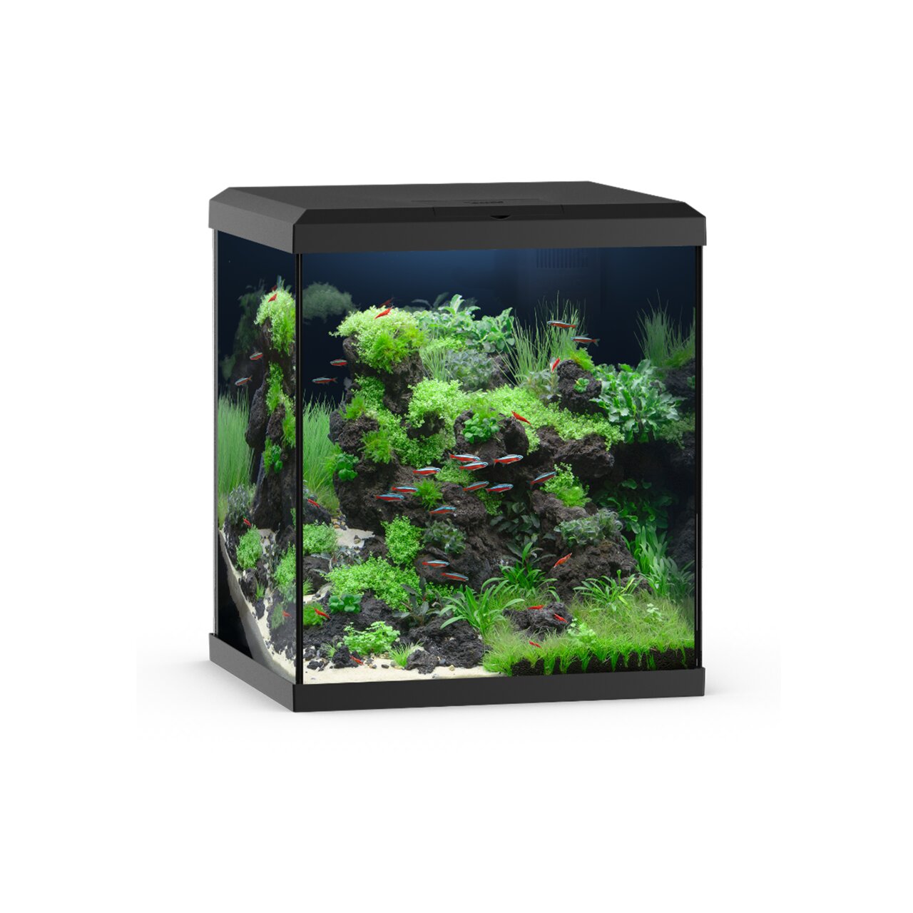 JUWEL Aquarium Lido 120 LED in Schwarz für Zierfische, rechteckiges Komplettset mit bepflanztem Becken.