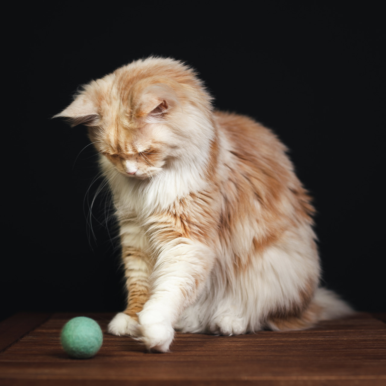 Auf dem Bild ist ein langhaariger, rot-weiß getigerter Katze zu sehen, die auf einer Holzoberfläche sitzt. Vor der Katze liegt ein grüner Filzball, der als Spielzeug dient. Die Szene ist vor einem schwarzen Hintergrund aufgenommen. Das Bild vermittelt ein