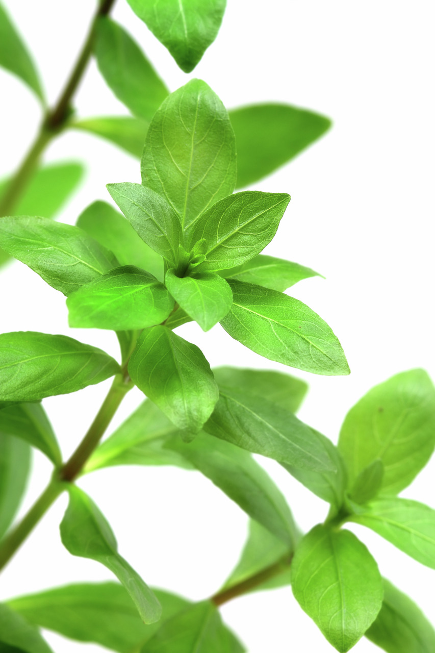 ALOHA Hygrophila polysperma PG2 Bild 3