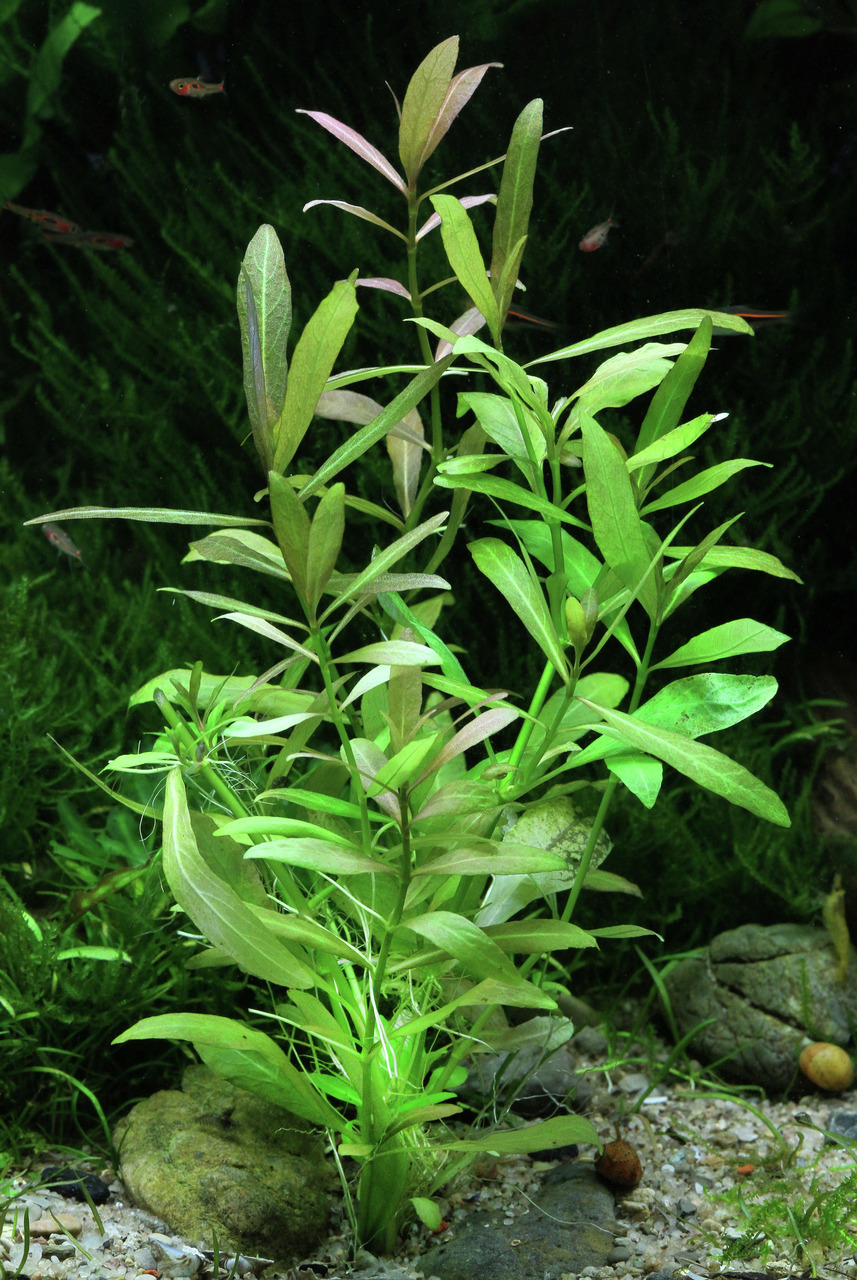 Das Bild zeigt eine grüne Wasserpflanze der Art Ludwigia repens, die in einem Aquarium wächst. Die Pflanze hat längliche, hellgrüne Blätter mit leicht rötlichen Spitzen und ist in einem natürlichen Substrat aus Kies und Steinen verwurzelt. Im Hintergrund 
