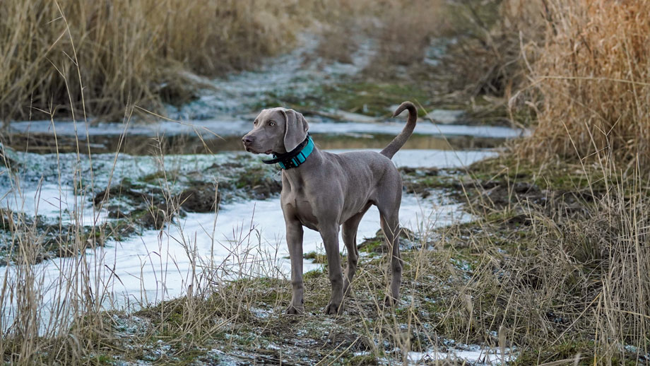 Silbergrauer Weimaraner auf schneebedeckter Wiese