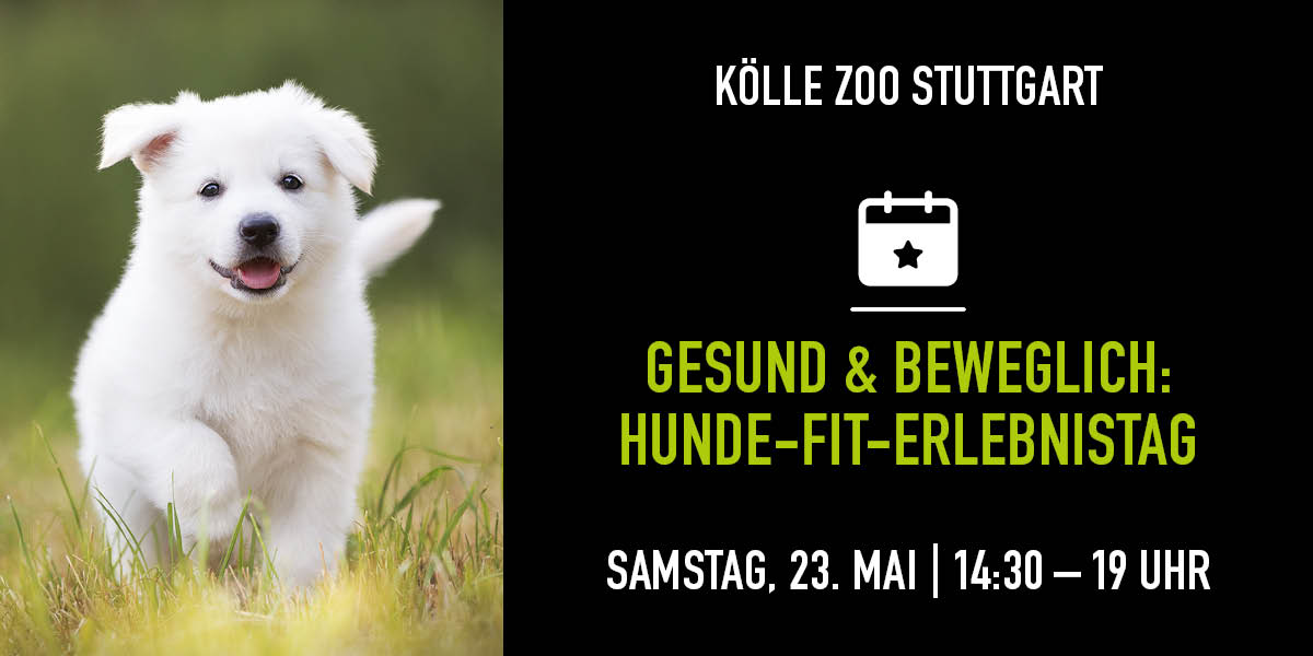 Weißer Hund läuft durch Gras. Rechts Infos zum Hundephysio Event